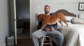 Dog tries everything to get attention from her gamer owner