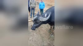 Strange buffalo with three horns found at cattle auction in Vietnam