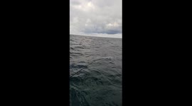 Hello Dolphins