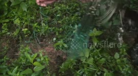 Alluring wild jungle fowl