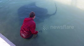Giant poisonous stingray swims up to woman so she can stroke him