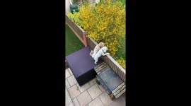 Dogs barking at cat in neighbours garden