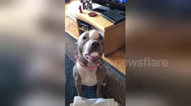 Dog has incredible balancing skills