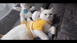 Cat Relaxes With Electric Massager