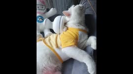 Cat Relaxes With Electric Massager (second angle)