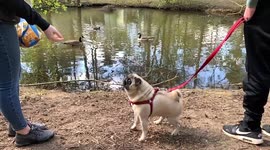 Feeding the ducks, coots, geese and .... the pug.