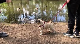 Unlucky pug fails to catch the bread.