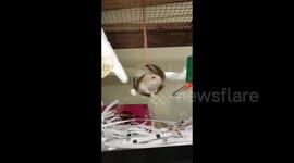 You spin me right round! This hamster loves his new twirling cage toy