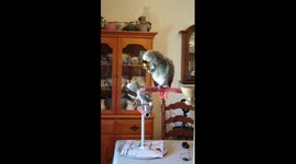 Parrots are right-handed