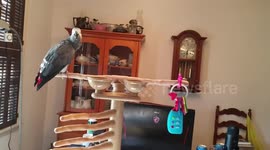 Bibi the Bird Talking Breakfast