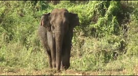 Rescuers Risk Their Life To Save Baby Elephant From Well As its Mother Watches