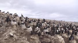 Shags fight over a piece of seaweed for their nests