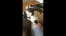Cute pair of Husky Siblings Cuddling with Dad