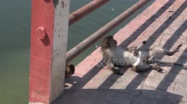 Monkeys cool off in lake as temperatures soar at the start of Thailand's new year