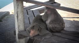 Wild monkeys cool off in pond as temperatures reach 38C at the start of Thailand's new year (with royalty free music)