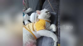 Cat uses massager for pampering back rub