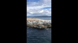 Seals warm up on a rookery near Ushuaia