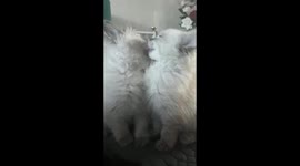 Cute kittens clean each others face