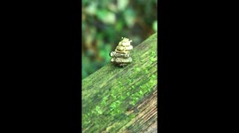Hardworking moth seen carrying enormous pile of twigs  TEN TIMES as big as its body