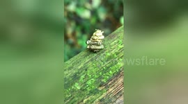Hardworking moth seen carrying enormous pile of twigs 10 times as big as its body
