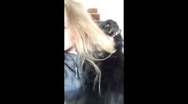 Dog grabbing and chewing hair