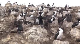 A close-up view of Shags and Rockhopper Penguins with their chicks on a windy clifftop