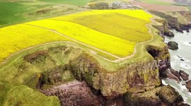 Fields of daffodils glow in sunlight on cliffs overlooking Scotland's east coast