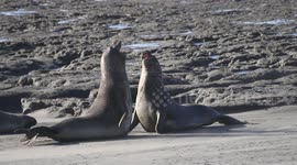 Elephant Seals Clash in Epic Sparing Match!