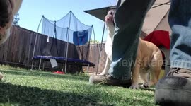 'Silly boy!' Slobbery pet bulldog snatches owner's phone for fun