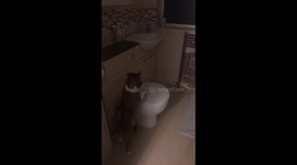 Puppy obsession with toilet