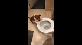 Toilet obsession