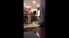 Adorable dog demanding seconds after just finishing dinner