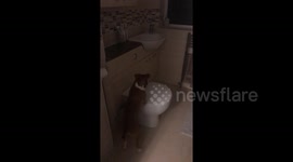 Newsflare Edit - Puppy obsession with toilet