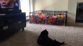 Dog jumps into ball pit, cat not impressed