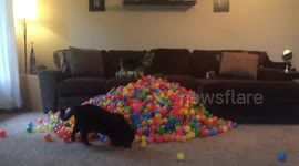 Large Cat walks in front of giant pile of ball pit balls