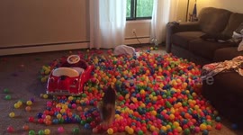 Dog sliding through massive pile of balls