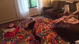 Dog and cat playing in hundreds of ball pit balls