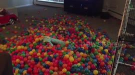 Adorable dog jumps into pile of balls