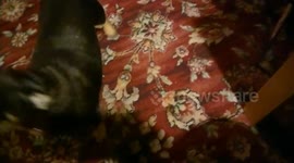 Silly Sausage Dog shishes his toy bunny