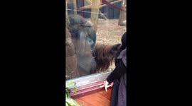 Orangutan kisses pregnant lady’s bump