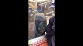 Orangutan gently kisses pregnant lady’s bump through glass
