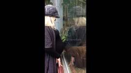 Orangutan strokes pregnant lady’s bump