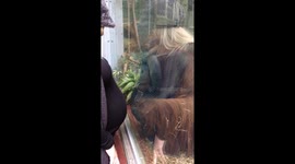 Rajang the Orangutan gently strokes pregnant lady’s baby bump