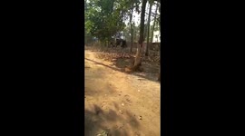 Hormone-crazed temple elephant tramples mahaout to death in South India
