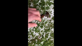 Pea sized hailstone shower in Hadleigh, Essex UK