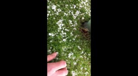 Hailstones the size of peas Essex UK