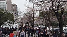 Beautiful scenes of cherry blossom 'sakura' from around Tokyo (with royalty free music)