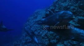 Dolphin off Mexican coast loves the heat of photographer's lights