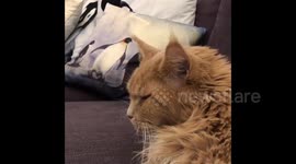 Big ginger Maine Coon cat wakes up from night terror