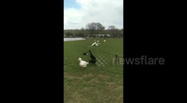 Duck Fight Duck Racism Two White Ducks Attack Black Duck